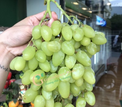 NHO XANH MỸ PRETTY LADY