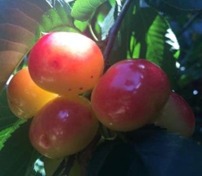 Cherry vàng New Zealand