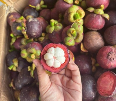 MĂNG CỤT AN TOÀN CÁI MƠN GREENSPACE