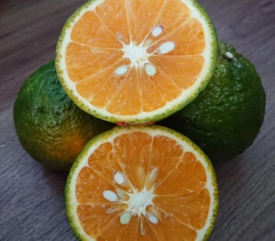 CAM SÀNH CHUẨN GLOBAL GAP