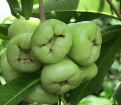 MẬN TAM HOA SẠCH ĐỒNG THÁP