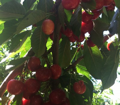 CHERRY ĐỎ BURGSDORF