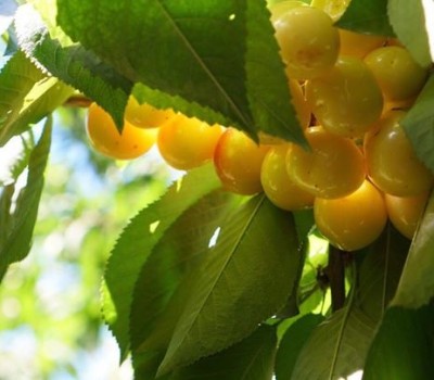 CHERRY VÀNG SKEENA MỸ