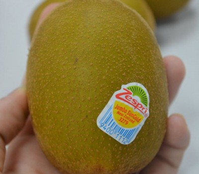 KIWI VÀNG - NEWZEALAND