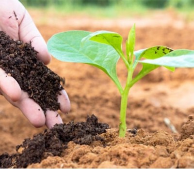 GIỐNG  CÂY HỮU CƠ LÀ GÌ ?