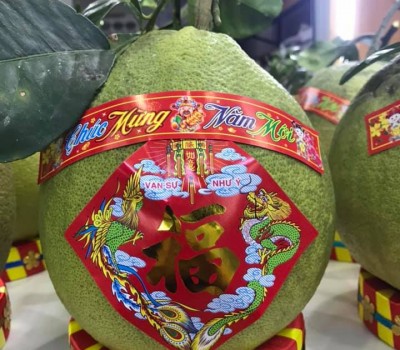 BƯỞI  DA XANH RUỘT HỒNG SẠCH BẾN TRE 