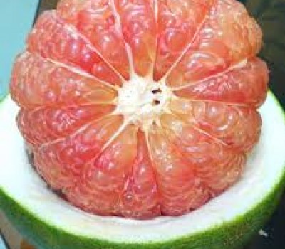 BƯỞI DA XANH SẠCH BẾN TRE