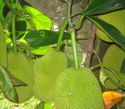 CÁC LOẠI PHÂN HỮU CƠ DÙNG CHO GIAI ĐOẠN CÂY NUÔI TRÁI