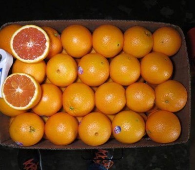 CAM CARA MỸ