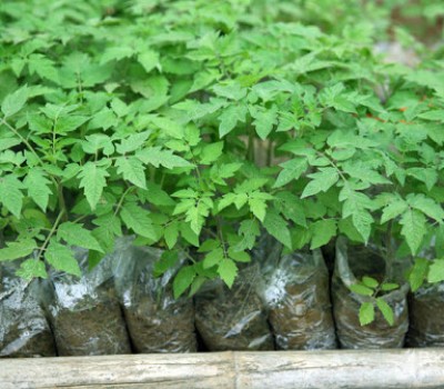 CÂY CON CÀ CHUA SOCOLA MỸ F1 HỮU CƠ 