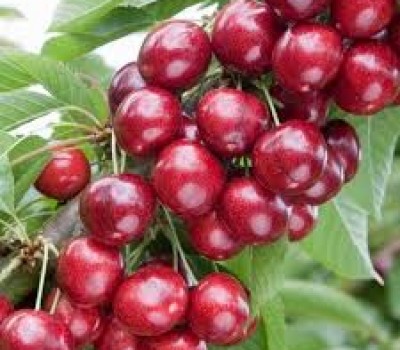 CHERRY ĐỎ LAPINS