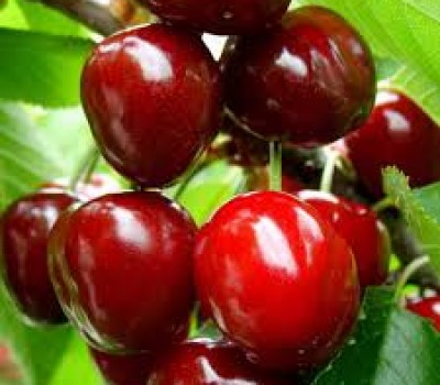 Cherry Đỏ New Zealand