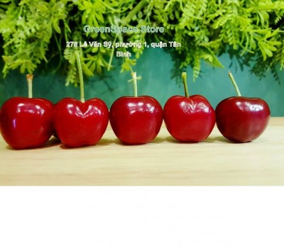 CHERRY ĐỎ RAINIERS MỸ 