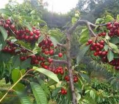 CHERRY ĐỎ SIMONE