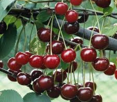 CHERRY ĐỎ VAN