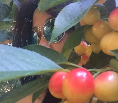 CHERRY VÀNG LAMBERT ( CHERRY NGON NHẤT CỦA MỸ )
