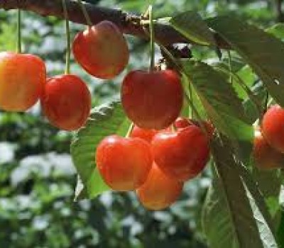 CHERRY VÀNG MỸ