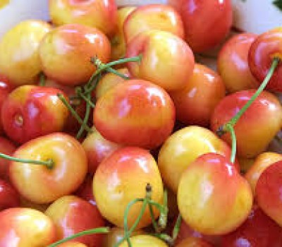 Cherry vàng New Zealand