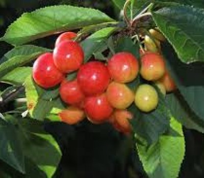 CHERRY VÀNG RAINIERS MỸ