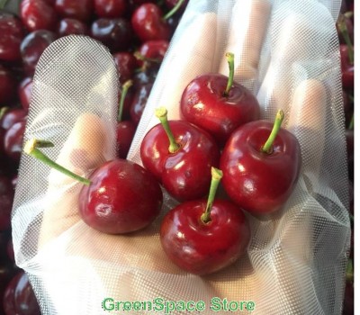 CHERRY VEGA