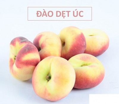 ĐÀO DẸT ÚC