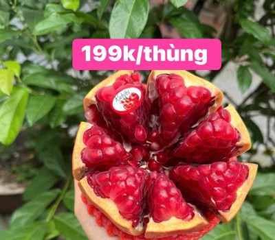LỰU RUBY HẠT MỀM