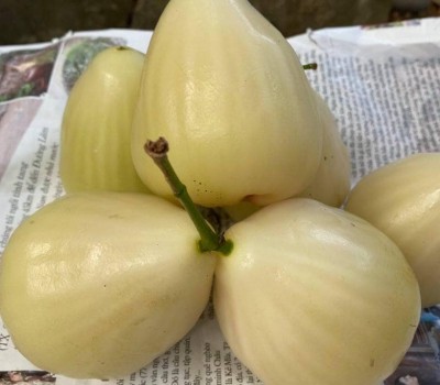 MẬN SỮA  SẠCH TIỀN GIANG