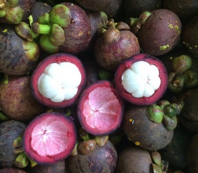MĂNG CỤT THÁI