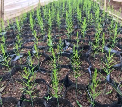MĂNG TÂY CON GIỐNG  MỸ ATLAS  F1 HỮU CƠ THƯƠNG HIỆU GREENSPACE STORE