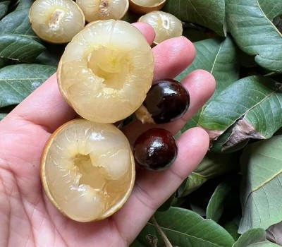 NHÃN BẮP CẢI VŨNG TÀU