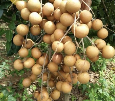 NHÃN IDO SẠCH BẾN TRE