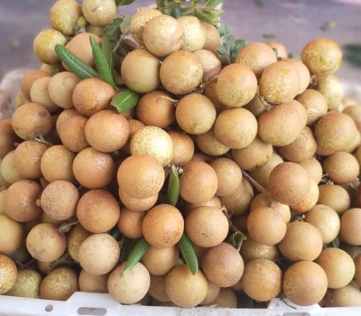 NHÃN XUỒNG CƠM VÀNG VŨNG TÀU