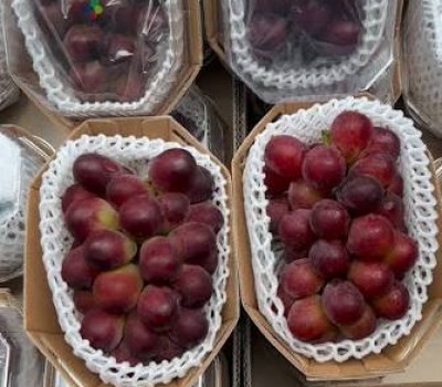 NHO MẪU ĐƠN ĐỎ HÀN QUỐC