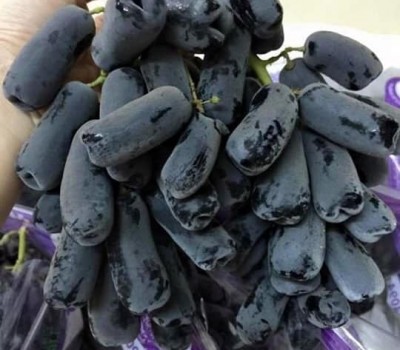 NHO NGÓN TAY MỸ