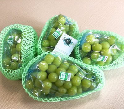 NHO SỮA HÀN QUỐC