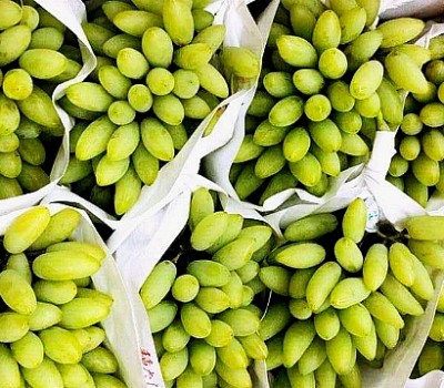 NHO TÊN LỬA NHẬT BẢN