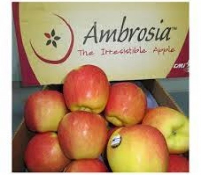 TÁO AMBROSIA NEW ZEALAND