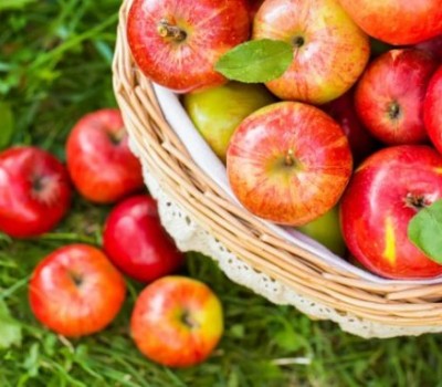 TÁO GALA MỸ ORGANIC