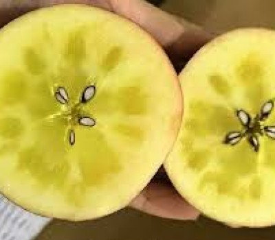 TÁO MẬT NHẬT BẢN 