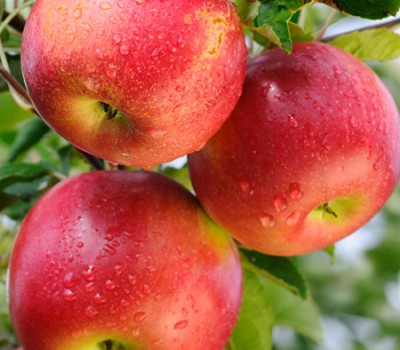 TÁO ORGANIC PIXIE CRUNCH