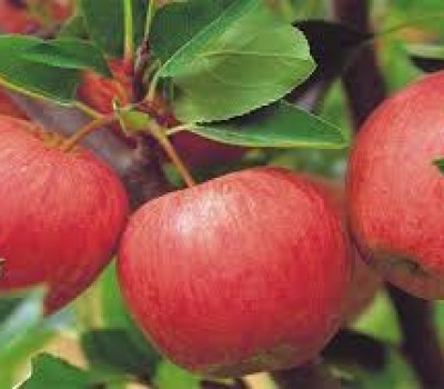 TÁO ROSE NEW ZELAND
