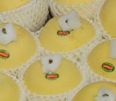 TÁO VÀNG KINSEI NHẬT BẢN 