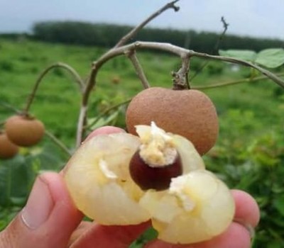 THANH NHÃN BẠC LIÊU