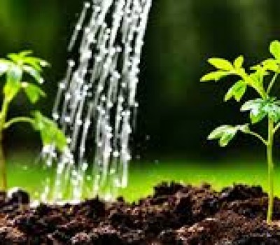VAI TRÒ NƯỚC TƯỚI TRONG NÔNG NGHIỆP HỮU CƠ