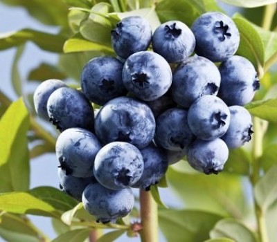 VIỆT QUẤT NAM PHI