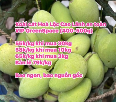 XOÀI CÁT HÒA LỘC CAO LÃNH VIP AN TOÀN GREENSPACE 